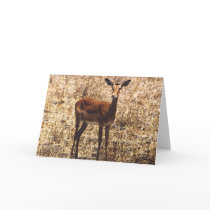 Graceful Lady (Impala) cards