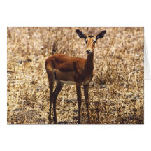 Graceful Lady (Impala) Greeting Cards