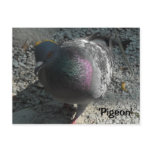 Graceful Pigeon Post Cards