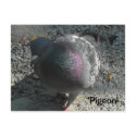 Graceful Pigeon postcards