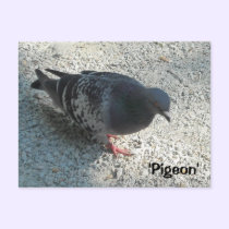 Graceful Pigeon postcards