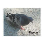 Graceful Pigeon Postcards