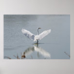"Graceful Reflection", Egret posters