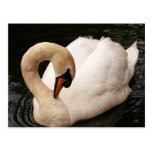 Graceful Swan  Postcard