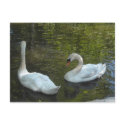 Graceful Swans postcards