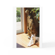 Gracey and Bad Kitty Sunbathing Cards