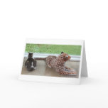 Gracey and Lazy Leopard Cards