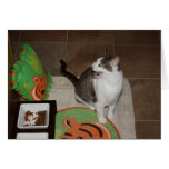 Gracey The Tiniest Tiger on her diet Card