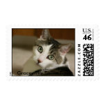 Gracey-The Tiniest Tiger Postage Stamp