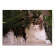 Gracie cards by okcshelter Gracie cards