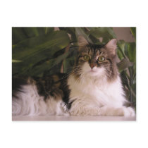 Gracie Postcards
