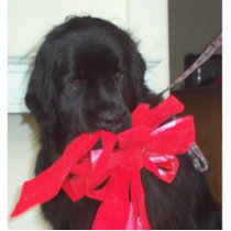 gracie xmas photo sculptures