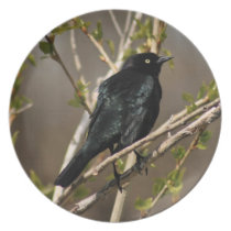Grackle Bird Plate