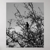 Grackle Posters