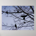 Grackles 1 Poster posters