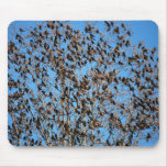 Grackles mousepad