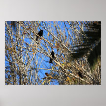 Grackles Poster