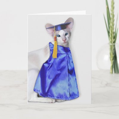 A cat in a graduation cap and gown.