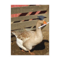 Graduation goose postcards