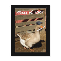 Graduation goose postcards by ritmophoto Graduation goose postcards