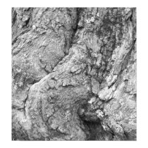 Grafton Tree posters by GoffImages Grafton Tree posters