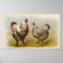 Graham - Dark Brahma Chickens Poster