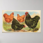 Graham - Orpington Chickens Portfolio Print