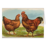 Graham - Rhode Island Red Chickens Greeting Card