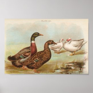 Graham - Rouen and Muscovy Ducks Portfolio print