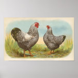 Graham - Silver Laced Wyandotte Chickens Folio Poster
