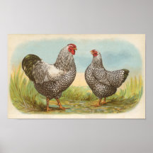 Graham - Silver Laced Wyandotte Chickens Folio Poster
