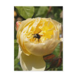 Graham Thomas English Rose & Bee Post Cards