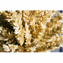 Grain Plant Seed photo sculptures