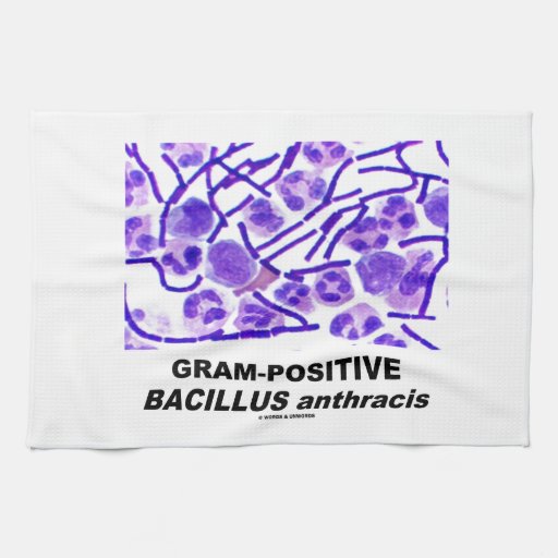 GramPositive Bacillus anthracis (Bacteria) Kitchen Towel Zazzle