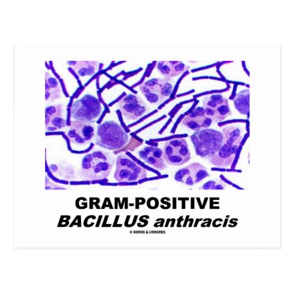 Gram-Positive Bacillus anthracis (Bacteria) Post Cards