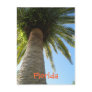 gramspalmtree, Florida