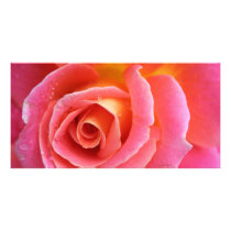 Granada Pink Rose Close Up Custom Photo Card