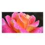 Granada Pink Rose Photo Cards
