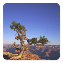 Grand Canyon, Arizona, USA Square Stickers