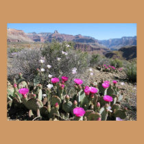 Grand Canyon Cacti posters