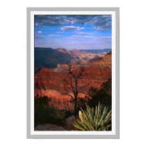 Grand Canyon Flora posters