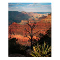 Grand Canyon Flora posters
