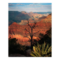 Grand Canyon Flora posters