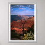 Grand Canyon Flora posters