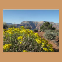 Grand Canyon Flowers postcards