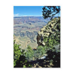 Grand Canyon Framed By Rock And Shrubs Post Cards