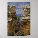 Grand Canyon Hidden Tree 4822 Print