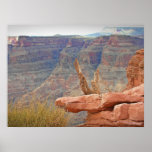 Grand Canyon (Poster)