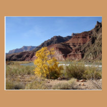 Grand Canyon Tanner Rapid postcards