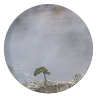 Grand Canyon Tree Plate plate
